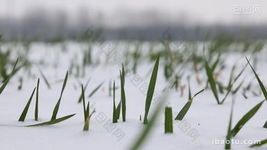 高清实拍冬天雪地里的麦苗小麦